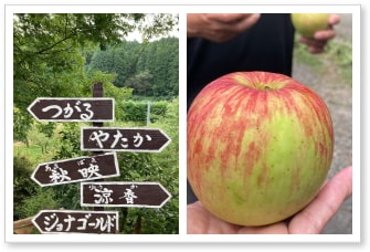 丸安りんご園｜九州の食｜株式会社コーディネートスタジオふろしき